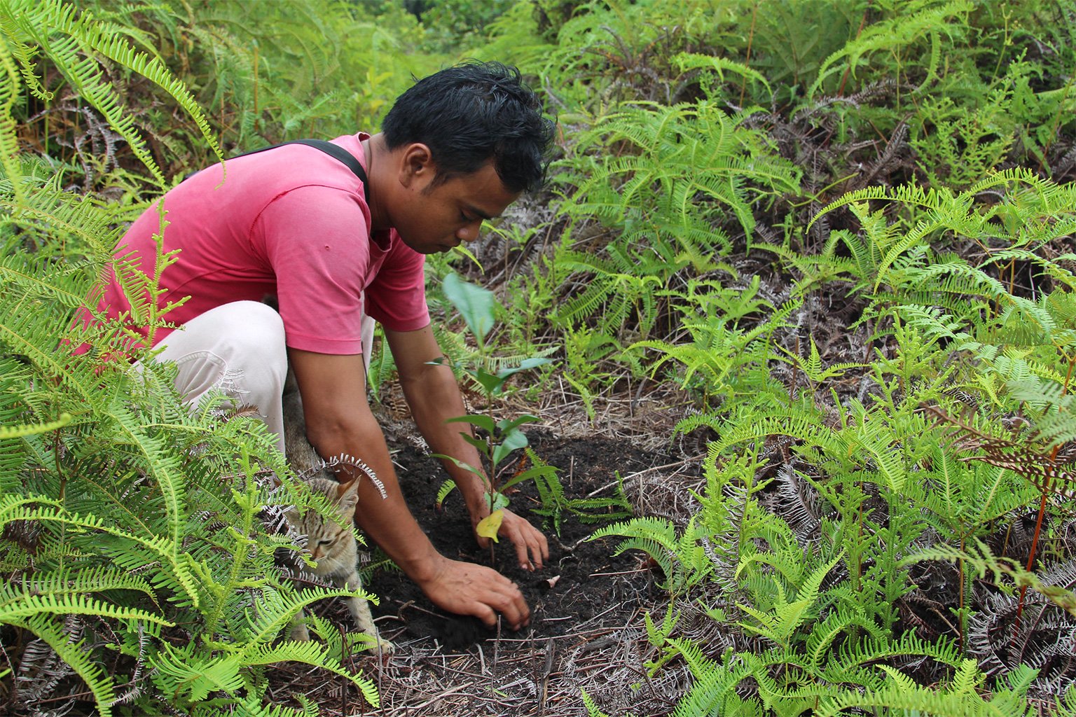 A reforestation project in Central Kalimantan, Indonesia.