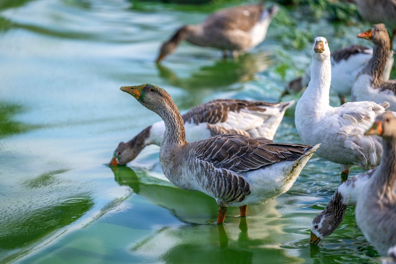 geese in water