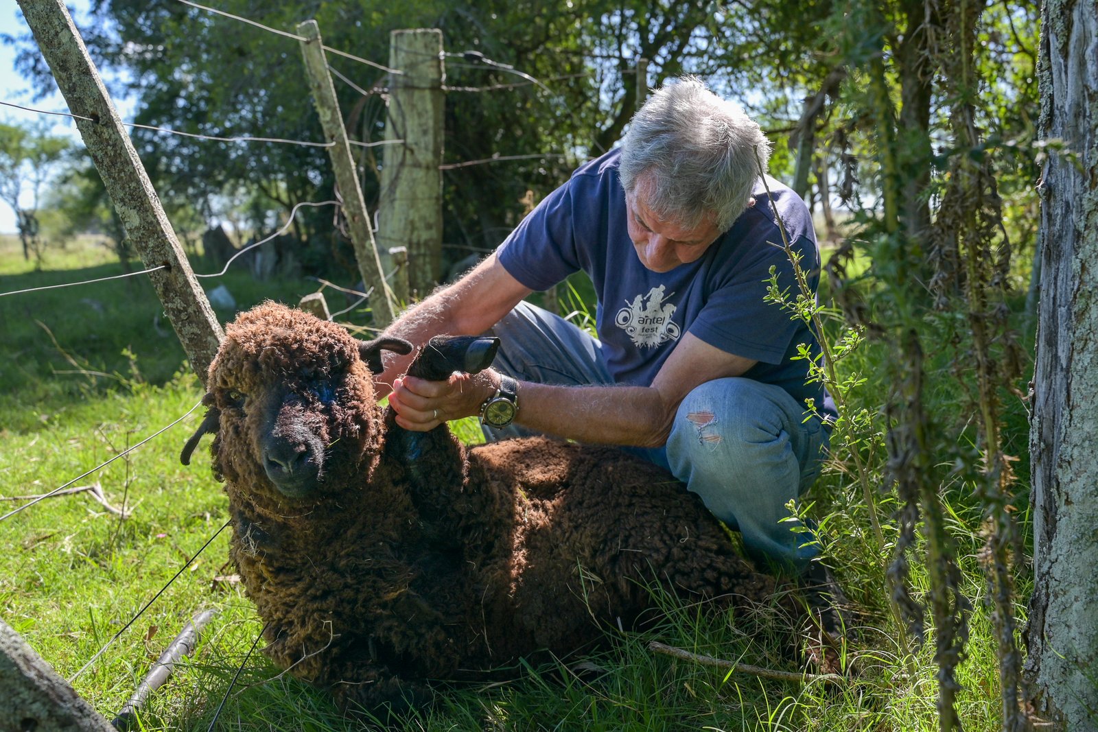 man handling brown sheep