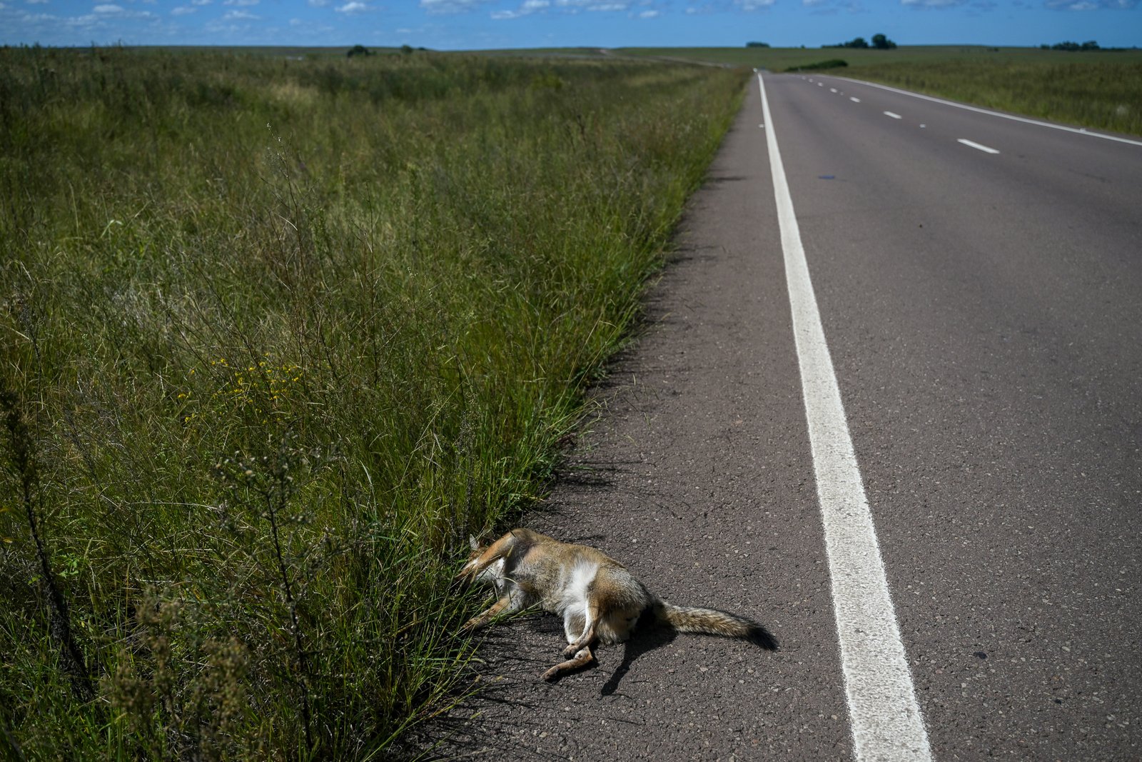 dead fox on roadside