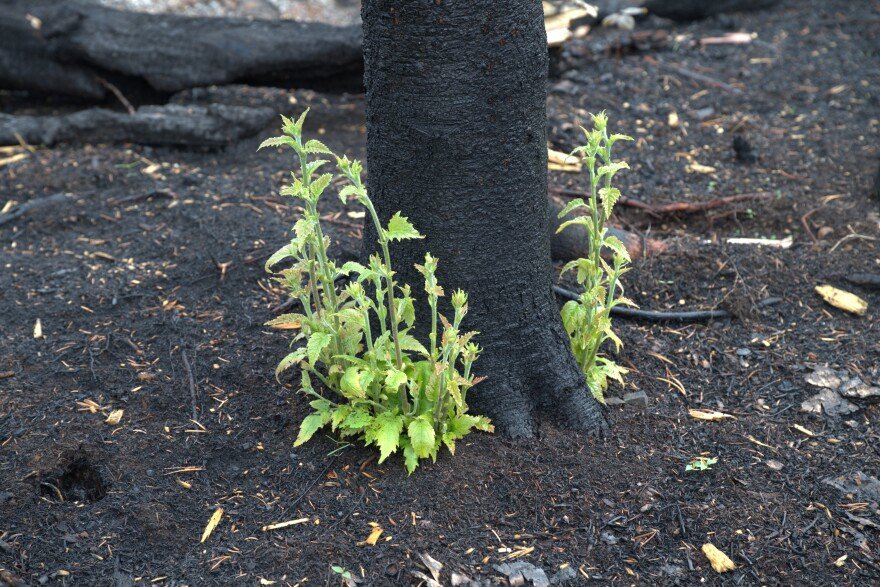 Green plants are growing from the base of a charred black tree. A few woodchips scatter the black ground.