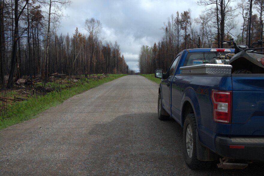 A blue pickup truck is parked on the right side of a road in a forest with burned dead trees. Green plants are sprouting among the dead trees on either side of the road.