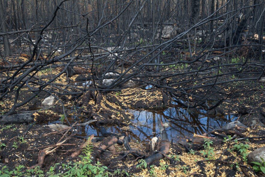 Charred black fallen branches are reflected in murky rain puddles. Green sprouts, wood chips, rocks and more black branches scatter the ground around the puddles.